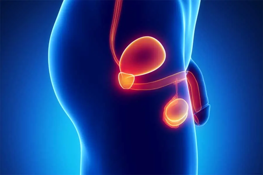 Illustration of the male urinary and genital organs